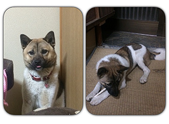 雑種の中型犬ムクを探しています シティライフ株式会社 千葉県市原市で情報紙発行 印刷全般 広告 ホームページ制作 名入れカレンダー通販