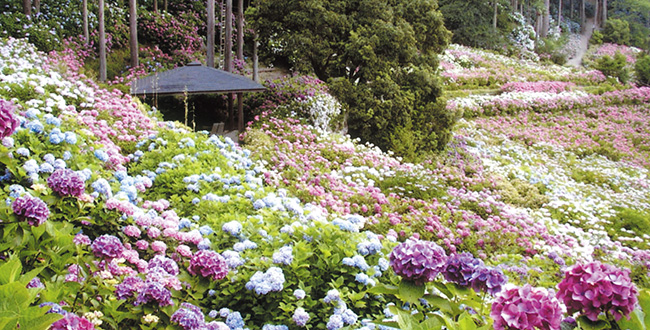 ３つの異なるロケーションで紫陽花を愉しむ シティライフ株式会社 千葉県市原市で情報紙発行 印刷全般 広告 ホームページ制作 名入れカレンダー通販