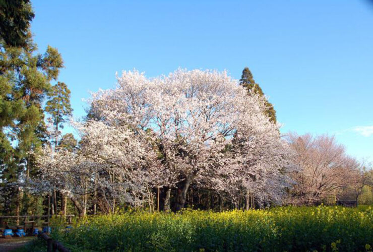 大俵桜